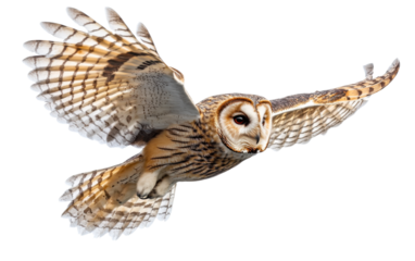 Large owl is flying through the air
