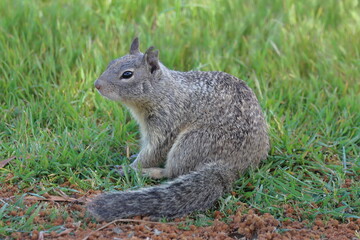 Squirrel sitting on the ground in the grass, South Africa.