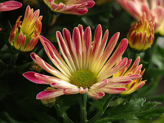 chrysanthemum, colorful flower in full bloom close up, selective focus, decorative elegant burgundy...