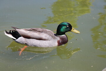 Obraz premium duck in the pond.Mallard Duck (Anas platyrhynchos) California. USA.