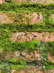 Moss Covered Brick Wall Texture Photography Lush Green Foliage Nature Background