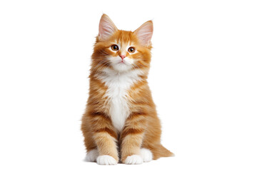 Adorable orange and white fluffy kitten sitting isolated on transparent background