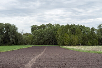 Preparing the land for planting near forest edge during cloudy day