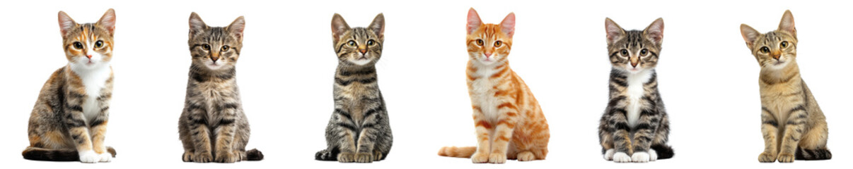 Set of cute cats sitting in a row with different fur patterns isolated on transparent background