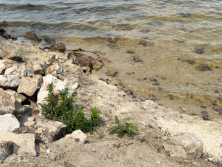 Shoreline of river with rocks, sand, and plants on sunny afternoon