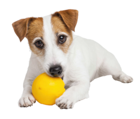 A playful Jack Russell Terrier puppy is lying down, looking at the viewer while holding a bright yellow ball in its mouth on a white background
