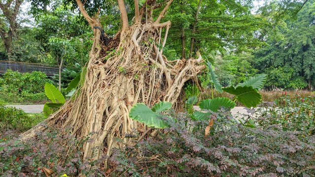 A massive tree with an intricate network of exposed aerial roots and thick branches, surrounded by lush green and reddish foliage in a vibrant park setting. - Powered by Adobe