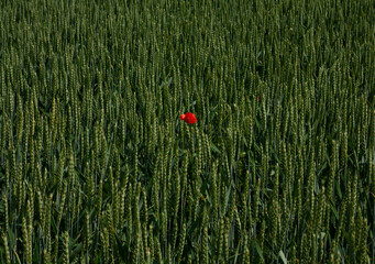 Lone Red Poppy in a Green Wheat Field