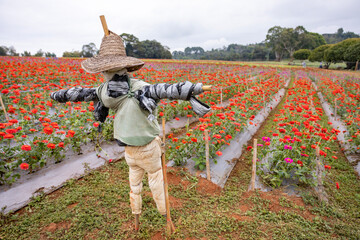 Scarecrow in the zinnia cut flower farm for agriculture industry usage