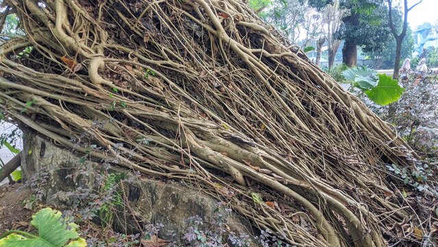 A massive, gnarled tree trunk covered in an intricate web of thick, exposed roots, dominating the frame amidst green foliage and dappled light.