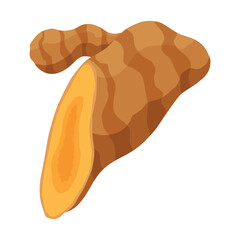 Turmeric root plant, icon. Natural flavor, herbal spice, hand drawn sketch illustration. Detox food ingredient. Vector illustration isolated on white background