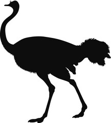 Ostrich (Struthio) black silhouette - Realistic animal outline illustration isolated on transparent background