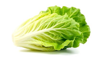 Fototapeta premium Fresh and vibrant cabbage head, healthy and ready to be enjoyed. Close-up studio shot of a fresh head of cabbage with green outer leaves.