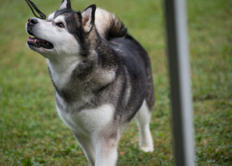 Alaskan Malamute exhibiting in the dog show ring and looking up