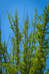 Tall green trees with fresh spring leaves reaching into a clear blue sky on a bright sunny day