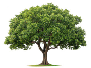 Carob tree png Ceratonia siliqua png edible tree png Mediterranean tree png carob pods png drought tolerant tree png ornamental tree png transparent background image