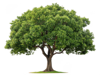 Carob tree png Ceratonia siliqua png edible tree png Mediterranean tree png carob pods png drought tolerant tree png ornamental tree png transparent background image