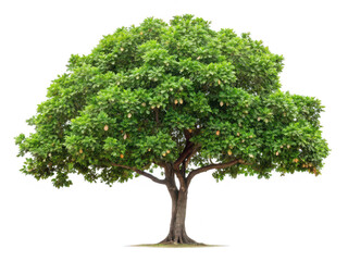 Obraz premium Cashew tree png Anacardium occidentale png tropical tree png nut tree png cashew nuts png ornamental tree png fruit tree png transparent background image