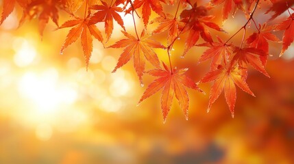 Obraz premium Close-up of vibrant orange fall leaves against a soft sunlit background