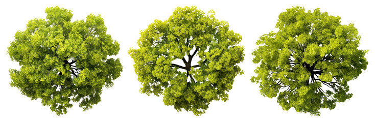 PNG Three lush green trees, element set on transparent background