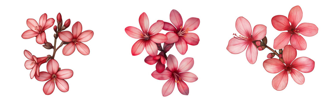 Set of various 3 daphne flowers with 4 petals isolated on transparent background