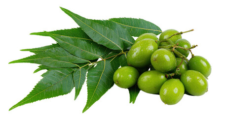 Green Neem leaves are arranged with unripe green fruit on a branch. They are isolated on a transparent background, creating a cut out effect