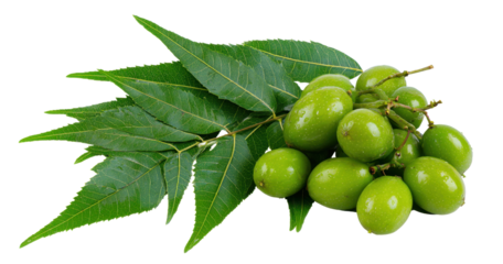 Green Neem leaves are arranged with unripe green fruit on a branch. They are isolated on a transparent background, creating a cut out effect