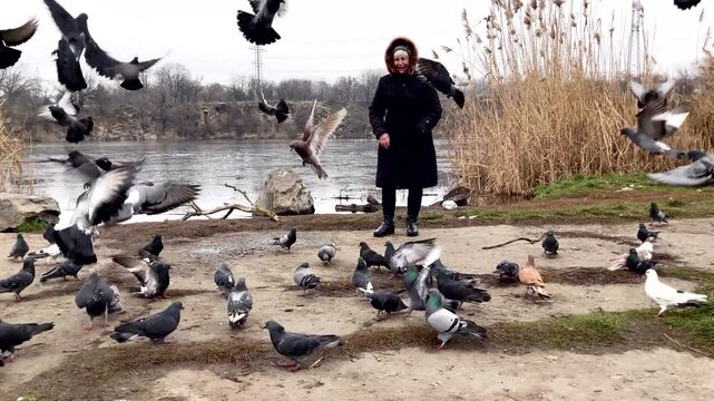 Old lady feeding pigeons outside near the lake. birds fly away