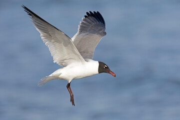 A laughing gull (Leucophaeus atricilla) in flight
