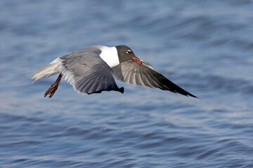A laughing gull (Leucophaeus atricilla) in flight
