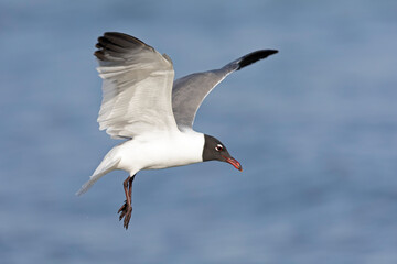 A laughing gull (Leucophaeus atricilla) in flight