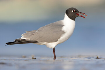 An adult laughing gull (Leucophaeus atricilla) on the beach.
