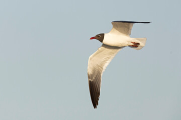 A laughing gull (Leucophaeus atricilla) in flight
