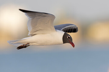A laughing gull (Leucophaeus atricilla) in flight