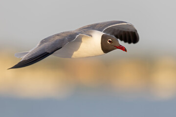 A laughing gull (Leucophaeus atricilla) in flight