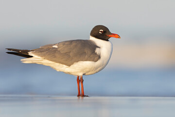 An adult laughing gull (Leucophaeus atricilla) on the beach.