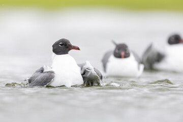 An adult laughing gull (Leucophaeus atricilla) bathing in a puddle of water.