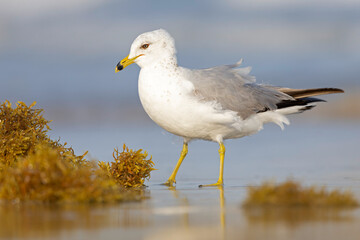 An adult ring-billed gull (Larus delawarensis) on the beach.