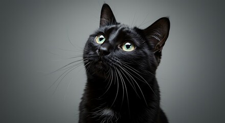 black cat on grey background looking up at copy space, subject positioned at the bottom with clear copy space at the top for photos. ,hyper realistic digital art