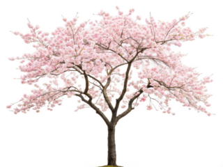 Cherry tree png flowering cherry tree png spring tree png fruit tree png ornamental tree png blooming cherry tree png garden tree png transparent background image