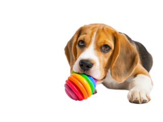 Chew toy png pet chew toy png dog chew toy png animal toy png durable chew toy png pet accessory png puppy toy png transparent background image