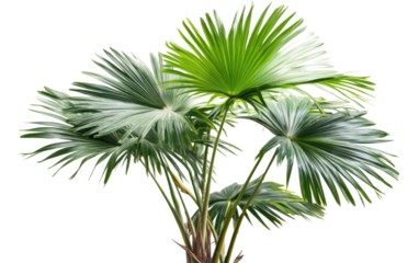 Palm tree with green leaves and a brown trunk