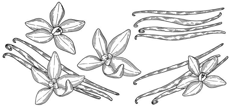 Vanilla hand drawn composition set. Beautifully detailed black and white drawing of vanilla beans and flowers collection. Ink sketch illustration for branding and package design. Clip art spice. 