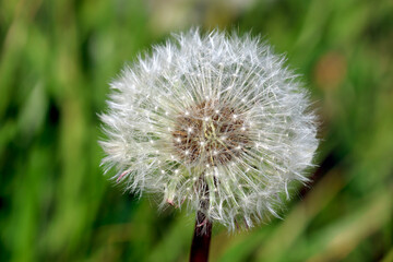  Dandelion Puff in Close-Up