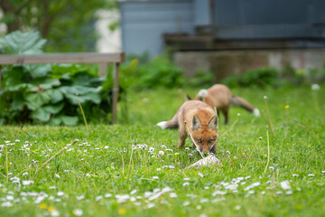Urban fox cubs in the garden with fish. Urban Fox. Two red fox puppies on mowed grass in garden. 