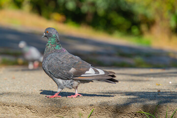 A pigeon, with shades of gray, white, and green feathers, perched on a concrete surface in a park or urban area The bird exhibits a curious or attentive look Lighting suggests early morning or late