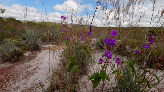 Open dry tall grass savanna cerrado with flowers in tropical habitat in South America Brazil