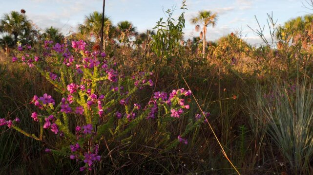 Open dry tall grass savanna cerrado with flowers in tropical habitat in South America Brazil