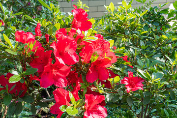 A vibrant, clear image showcasing red flowers in bloom with lush green foliage, ideal for marketing nature, beauty, or spring themes