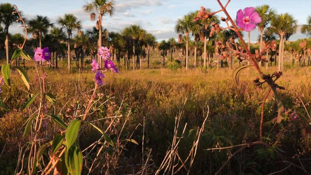 Open dry tall grass savanna cerrado with flowers in tropical habitat in South America Brazil